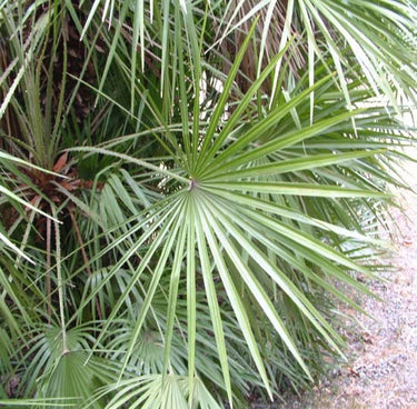 5 MEDITERRANEAN FAN PALM European Dwarf Tree Shrub Chamaerops Humilis Seeds